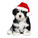 49754854752593|49754854883665