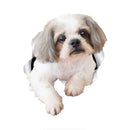 49754854916433|49754854981969