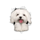 49754851672401|49754855047505