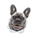 49754852557137|49754852720977