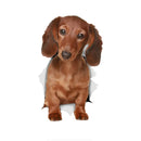 49754851869009|49754852032849