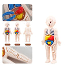 Kreatív játék a legkisebbeknek - Emberi testmodell szervekkel