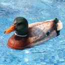 Színes távvezérlésű kacsa